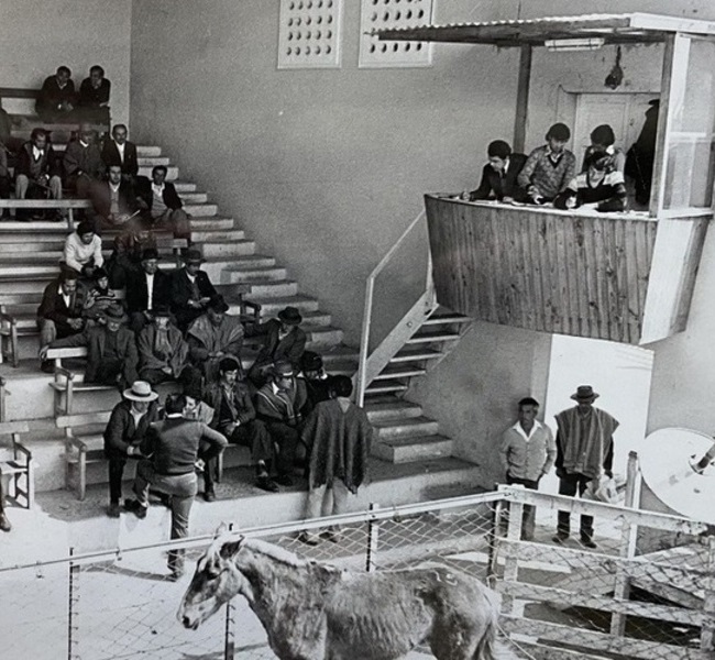 Ganado en exhibición en Feria La Calera
