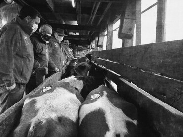 Asesorías ganaderas en Feria La Calera